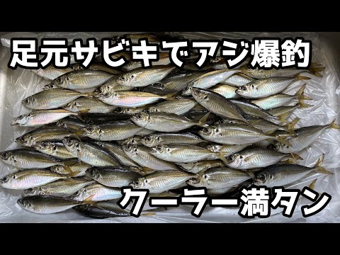 足元サビキでアジ爆釣クーラー満タン