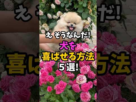 🐶犬を喜ばせる方法5選!【愛犬家向け犬雑学】#犬の豆知識 #犬のいる生活 #犬の気持ち #犬 #shorts