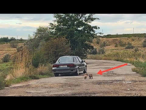 Desperate Dogs Chase Owner's Car After Being Left in the Middle of the Road