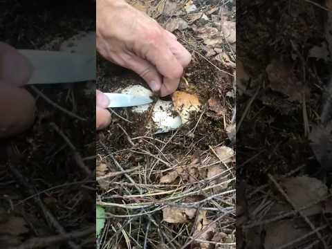 #funghi #porcini #boletus #mushroom