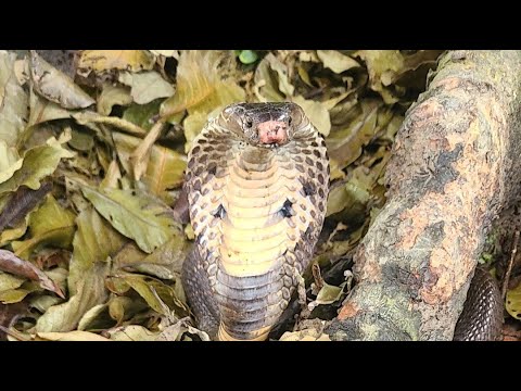 rohol বাগবাড়ি থেকে বিশাল সাপ উদ্ধার