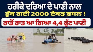 ਹਰੀਕੇ ਦਰਿਆ ਦੇ ਪਾਣੀ ਨਾਲ ਡੁੱਬ ਗਈ 2000 ਏਕੜ ਫ਼ਸਲ ! ਰਾਤੋਂ ਰਾਤ ਆ ਗਿਆ 4,4 ਫੁੱਟ ਪਾਣੀ