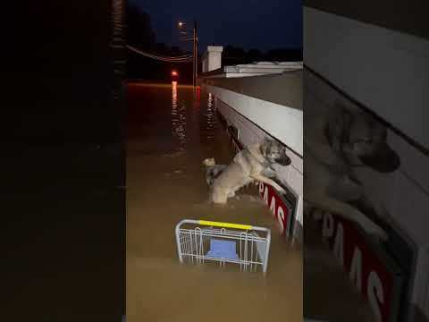Dog's Heroic Rescue: Cat Saved from Flooding! 🐶🐱 #dog #cat #rescue #flood #animals