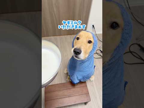 ミルク入りダーマモイストバスで愛犬のお風呂タイムを快適にしませんか サムネイル