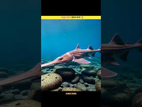 ସମୁଦ୍ର ତଳର ଅଜବ ଜୀବ ଯାହା ଆପଣ ବିଶ୍ୱାସ କରିପାରିବେ ନାହିଁ 😱🐠