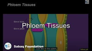 Phloem Tissues