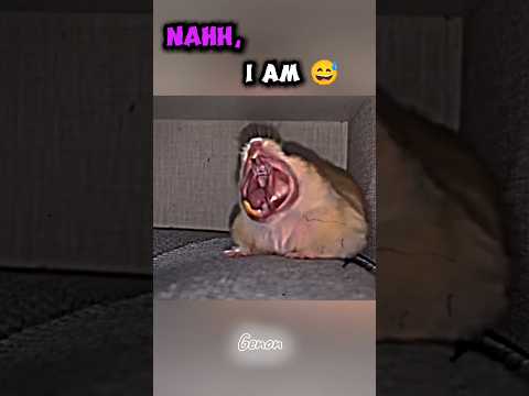 Animal weirdest yawning 🥱 #trollface #edit #troll