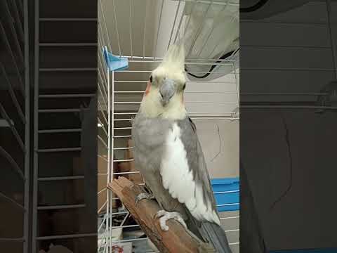 Bird#birds #birdspecies #birdsounds #cute #dancingbird #parrot #birddance #birdsong #birdphotography