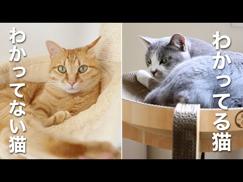 わかっている猫とわかっていない猫 / 猫壱バリバリボウルタワー開封