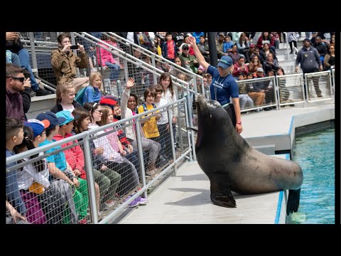 Sea Lion Live Show !