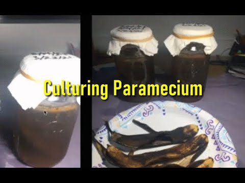 Culturing Paramecium - Breeders Award Program (BAP Paramecium are small, nearly microsopic organisms that can be cultured and harvested to provide firs