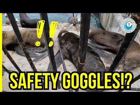 From Work Gear to Death Trap; Safety Goggles Around Seal’s Neck