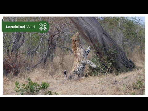 4K Wildlife Uninterrupted Magic | Nweti Male Leopard on a Mission