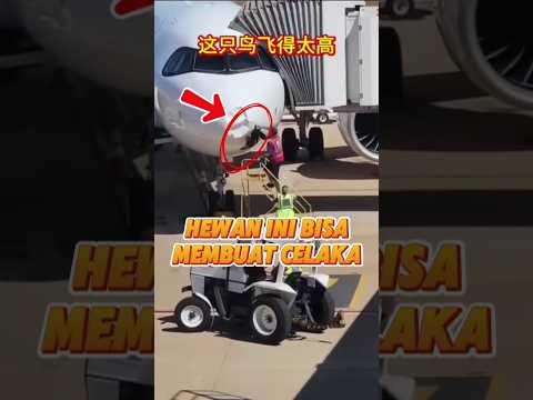 Kembali ke bandara gara gara hewan ini