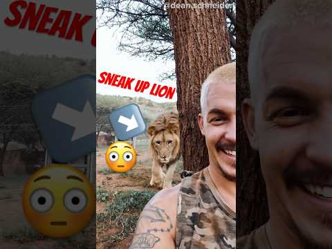 Caption This!!🦁Lion Sneak Up😳