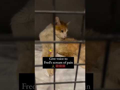 THIS <strong>IS</strong> VERY URGENT🆘🆘🆘 Give <strong>voice</strong> to Fred’s scream of pain 🙏 🆘🆘🆘