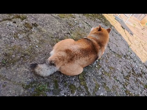 ほとんど首なしコッコ サムネイル