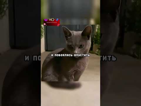 Кошка подружилась с собакой❤️