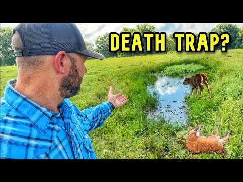 We Found the Possible Hidden Death Trap in Their Pasture!
