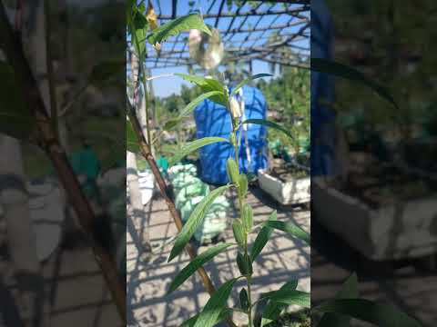 sesame plant 🪴 || #garden #terrace #trending #shorts #fyp #plants #vegetables