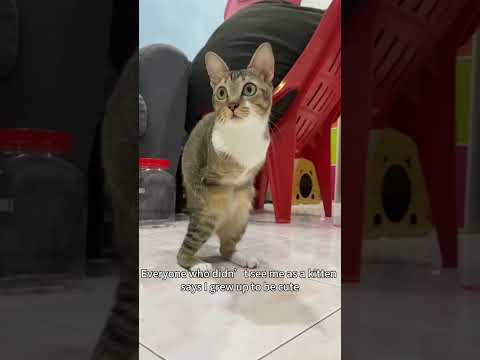 猫の動画サムネイル - really small tutu🐱🦖#dinocattutu#猫# cat