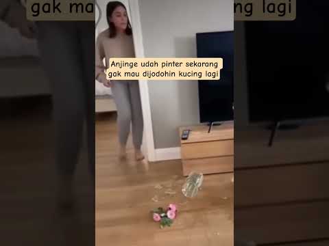 Anjinge udah pinter sekarang gak mau dibodohin sama kucing lagi 🤪🤪🤪