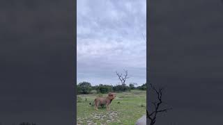 The Power of a Lion’s Roar in the Wild