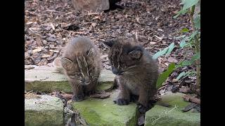 SAMIN & MIRZA, seltener Goldkatzennachwuchs im Zoo Heidelberg