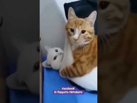 Shorts funny 🤣😜 #youtubeshorts #comedy #comedyfilms #comedymovies #cat #shorts #viralshorts