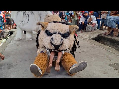 Bocah Dicaplok Barongan New Pandawa Di Jatimulyo Bonang