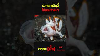 ปลากบ #สาระมั้ง