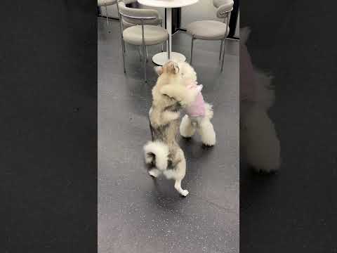 요게 유행이라구? #dogshorts #강아지영상 #cute #여친이랑 #개이트 #palomablanca