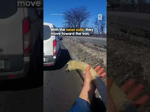 Man Rushes to Help Swan Stranded in the Middle of a Busy Road 👏❤️