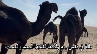 ناقة في نفس يوم ولادها لقحها البعير و لقحت
