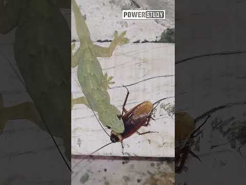 cockroach vs Lizard Fight | First time Lizard and Cockroach First | Chhipkali ko Cockroach ne Mara