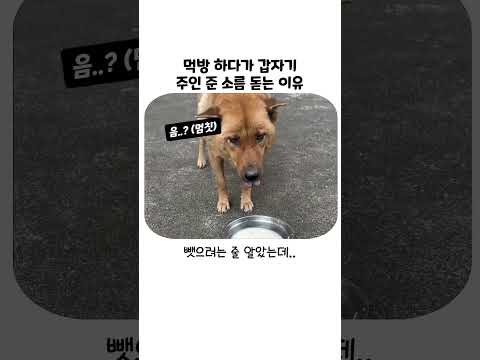 밥 먹는 강아지 건드리면 안 되는 진짜 이유