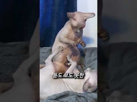 스핑크스 고양이의 전투력
