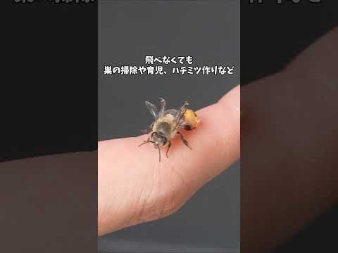 羽化して間もない飛べないミツバチを発見 #ニホンミツバチ #開放巣 #昆虫観察