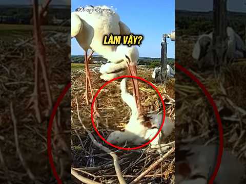 Vì sao chim hạc trắng lại giết và ăn thịt con của mình #chuyenla #animals #khampha
