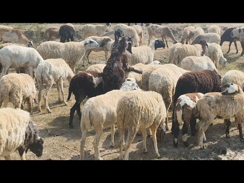 Sheep vs Goat Sound Effect