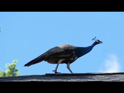 Peacock remains on the loose after escaping with feather friend