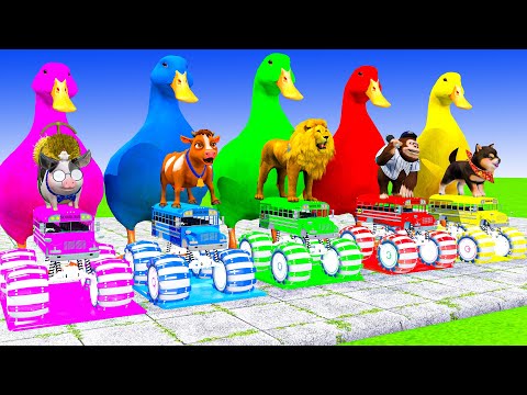 5 Giant Duck Cartoon, Cow, Mammoth, Elephant, Lion, Paint Wild Animals Crossing Fountain Animation