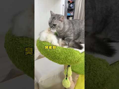 【#布丁仔和泡芙妹的一天】三花猫的魅力可真不是吹的! #三花猫 #淘宝真香好物#淘宝种草星物种#治愈生活俱乐部#淘一件养宠好物