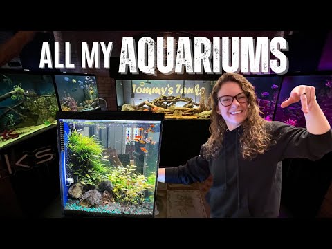 FULL Fish Room Tour - 2023 | 700 gallons & over 50 IT IS FINALLY HERE! Our 2023, full fish room tour. We show you around our 700-gallon aquarium collec