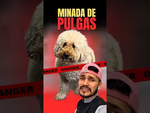 ¡LAS PULGAS LE ESTÁN CAUSANDO RONCHAS!⚠️🤯 BAÑO MATAPULGAS🔥 #dog #pet #shorts
