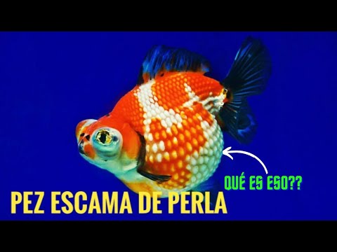 Por qué este pez está inflado?? Pez dorado escama de Perla cuidados