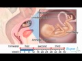 Exploring the Stages of Fetal Development