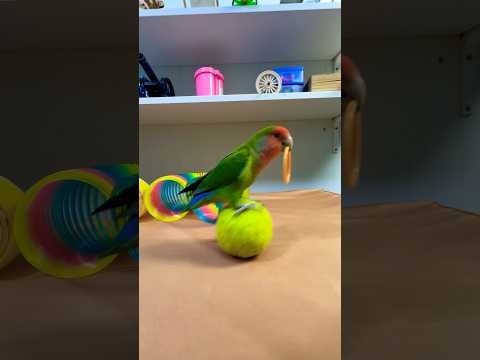 Bird Training:smart lovebird parrot l smart little cute parrot  #training#smartparrot#cute