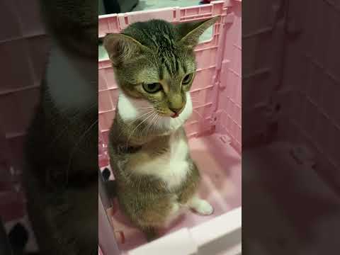 猫の動画サムネイル - Baby tutu #cutestbaby