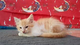 Menikmati Istirahat Setelah Lelah Bermain #kucing